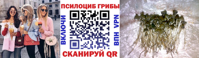 купить   Осинники  Галлюциногенные грибы MAGIC MUSHROOMS 